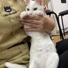【５ヵ月】珍しい？　白猫　女の子 サムネイル3
