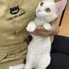 【５ヵ月】珍しい？　白猫　女の子 サムネイル4
