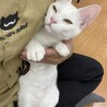 【５ヵ月】珍しい？　白猫　女の子 サムネイル5
