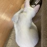 【５ヵ月】珍しい？　白猫　女の子 サムネイル6