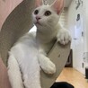 【５ヵ月】珍しい？　白猫　女の子 サムネイル7
