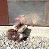 可愛がって下さる里親さんを募集しています！ サムネイル2