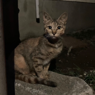 甘えん坊＆おしゃべり美人猫 こはくちゃん