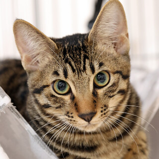 スーパーモデル体型のイケメン甘えん坊☆カイくん