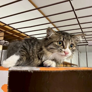 4か月長毛兄妹　もふちゃんオス①