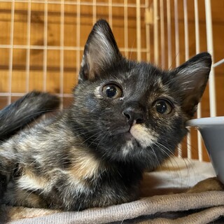 とにかく可愛い4兄弟♡ともこ