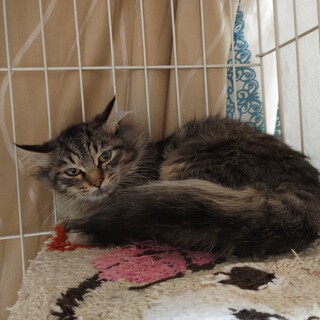 可愛いキジ長毛