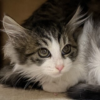 可愛い長毛キジ白