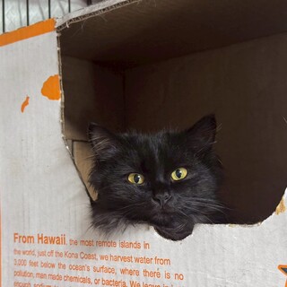 4か月長毛兄妹　黒猫長毛　黒もふちゃんメス②　