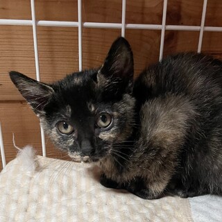 とにかく可愛い4兄弟♡せんり