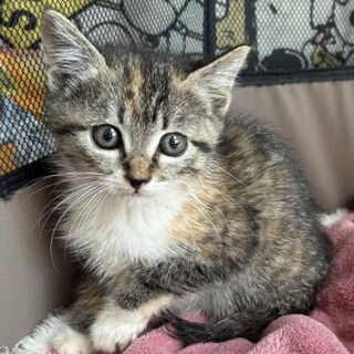 長毛ミケちゃん キジくん1ヶ月半 姉弟