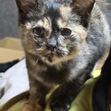 まだ500グラムしかない子猫です！