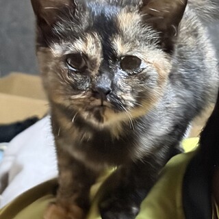 まだ500グラムしかない子猫です！