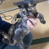 まだ500グラムしかない子猫です！ サムネイル2