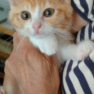 きれいな茶シロのチャミちゃんです