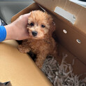 トイプードル子犬