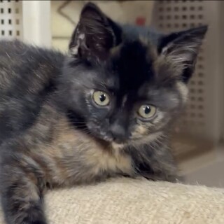 人懐こくて甘え子で賢い個性派のネネ姫