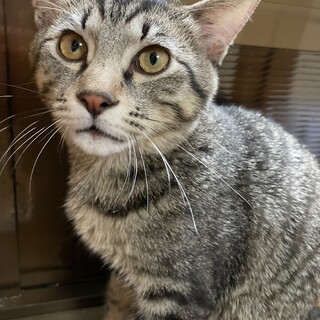 可愛い黒キジトラ