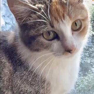 オペ済・超甘え子で優雅な美少女キジ三毛ルル姫