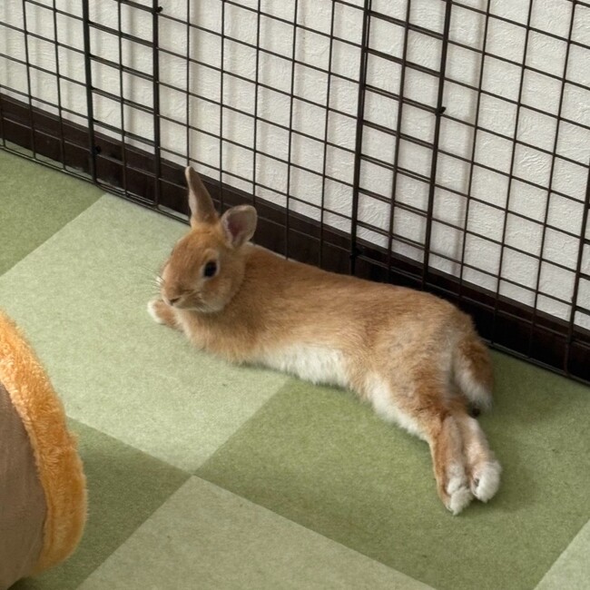 ゆりゆりしょうのカバー写真