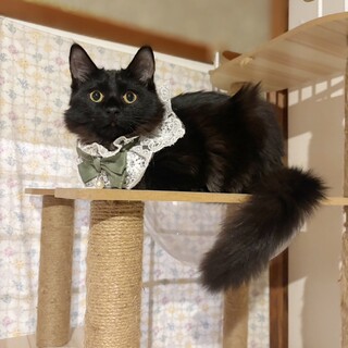 長毛姉妹❤︎甘えん坊のカンナちゃん