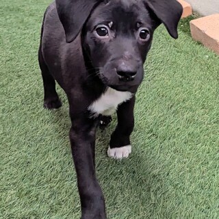 約2ヶ月半の男の子【アクア】