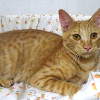 11月16日譲渡会参加、チャトラの栗くん