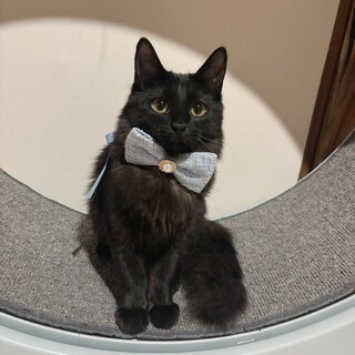 ふわふわ長毛姉妹❤︎甘えん坊のあんなちゃん