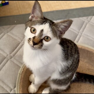 お鼻の模様が可愛い！キジ白の女の子