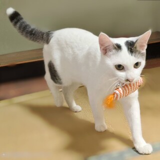 ワンちゃんみたいな猫ちゃん❤︎ムタ君