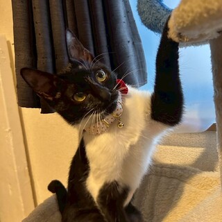 白黒模様がとてもオシャレ❤︎ひめちゃん