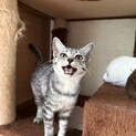 食べるの大好き！　元気いっぱいのサバトラの女の子