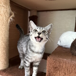 食べるの大好き！　元気いっぱいのサバトラの女の子