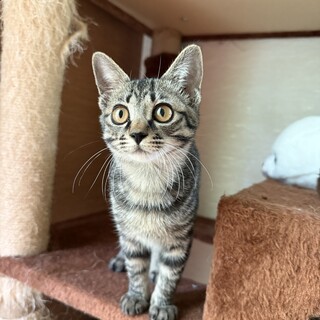 おっとり甘えんぼさんの可愛いキジトラの女の子