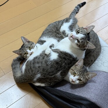 ドーム型のキャットベッドの使い方を間違える子猫たち