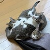 ドーム型のキャットベッドの使い方を間違える子猫たち