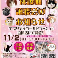 なごの家保護猫譲渡会inエブリデイゴールドラッシュ宮原店 サムネイル1