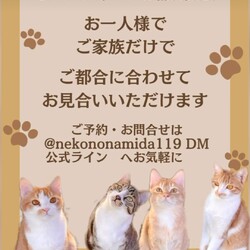 なごの家保護猫譲渡会inエブリデイゴールドラッシュ宮原店 サムネイル2