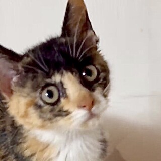 人が大好きな甘え子で賢い個性的な三毛猫メメ姫