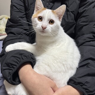 茶白　女の子　6ヶ月　ちいかわ