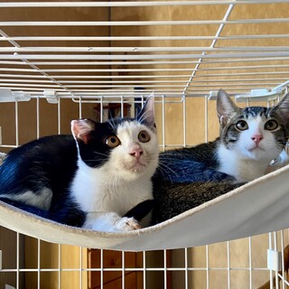 ママが恋しい姉妹一緒に