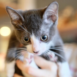 リューセック♡家族ができました