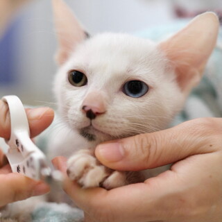 モスカート♡家族ができました