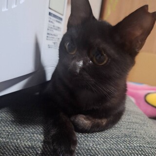 可愛い黒猫ちゃん