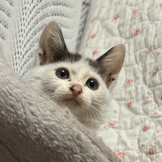 庭に取り残されてしまった子猫です