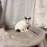 庭に取り残されてしまった子猫です サムネイル2