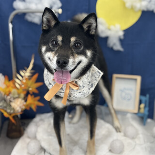 柴犬ココ（女の子）7歳8ヶ月