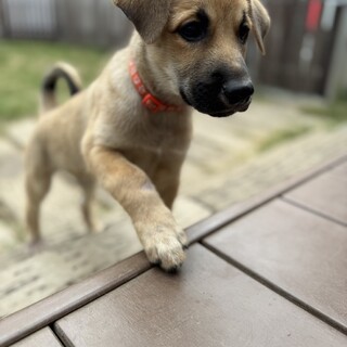 【中型子犬】天真爛漫なら元気いっぱい女の子！