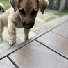 【中型子犬】天真爛漫なら元気いっぱい女の子！ サムネイル2