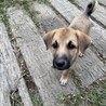 【中型子犬】天真爛漫なら元気いっぱい女の子！ サムネイル3
